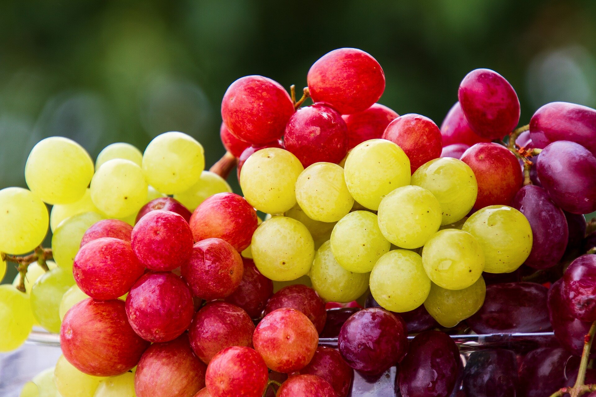 Grapes Linked to Healthier Gut and Lower Cholesterol: New Research Finds